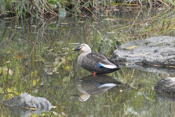 Eastern Spot-billed Duck 赤羽自然観察公園 Sat, 11/7/2020