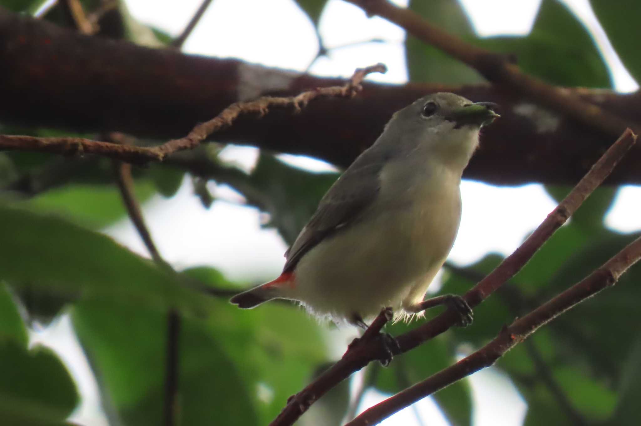 この野鳥の種類を教えてください！