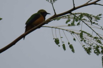 Orange-bellied Leafbird Doi inthanon National Park, Chiang Mai Wed, 11/4/2020