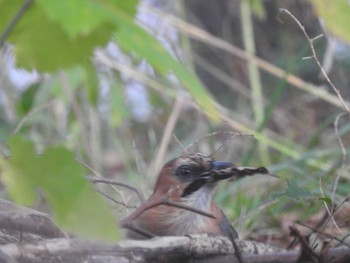 Eurasian Jay(brandtii) Unknown Spots Tue, 10/6/2020