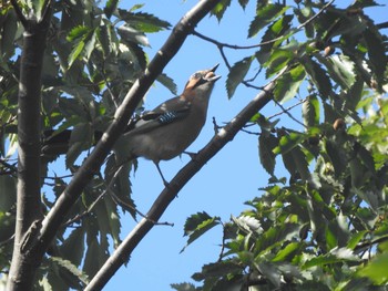 Eurasian Jay(brandtii) 百合が原公園 Tue, 10/6/2020