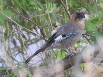 Eurasian Jay(brandtii) 百合が原公園 Tue, 10/6/2020