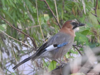 Eurasian Jay(brandtii) 百合が原公園 Tue, 10/6/2020