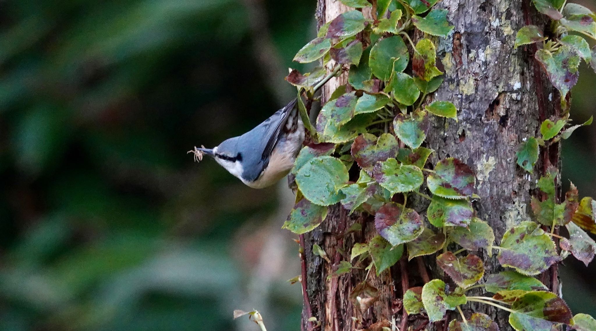 Eurasian Nuthatch