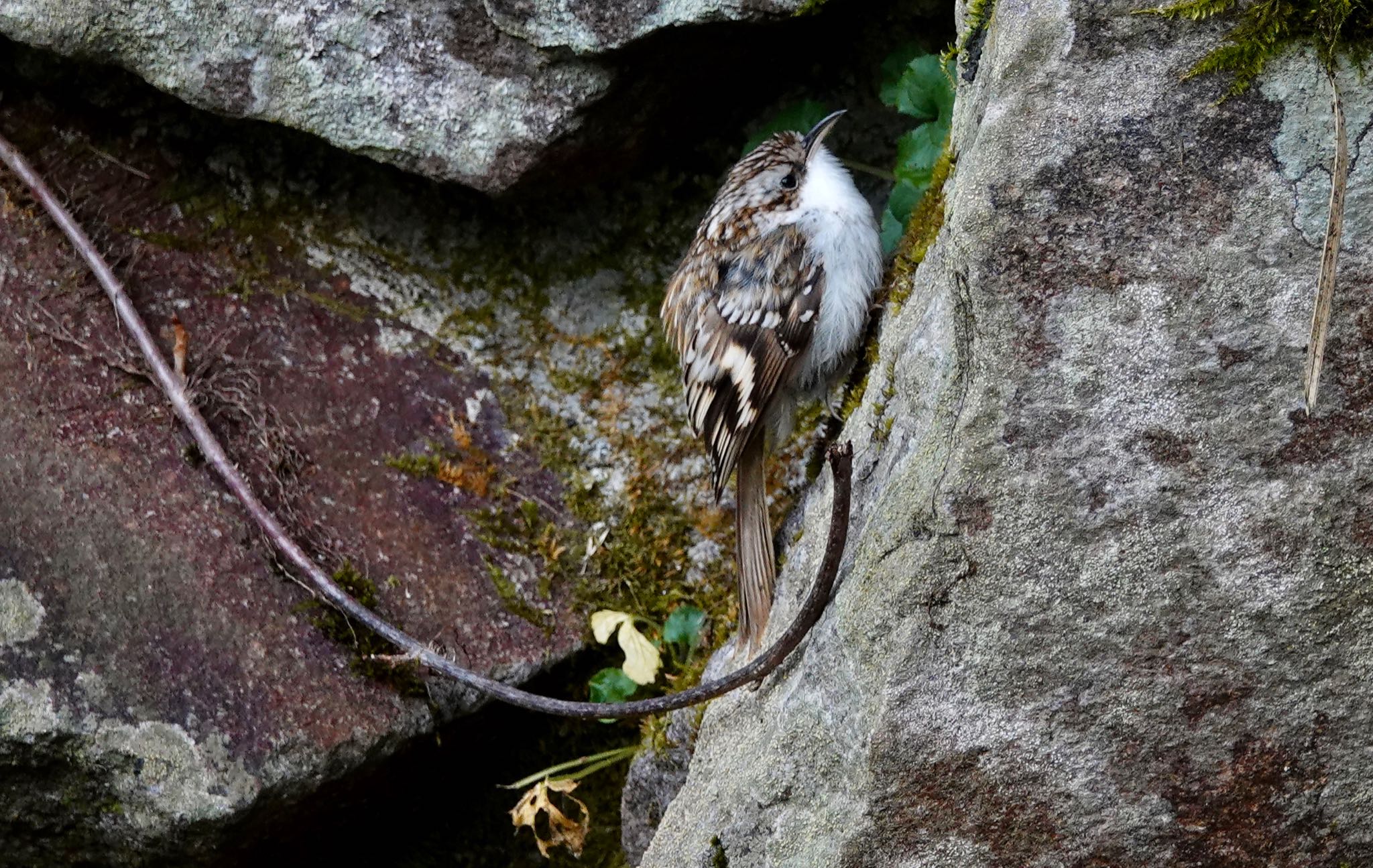 戸隠森林植物園(戸隠森林公園) キバシリの写真