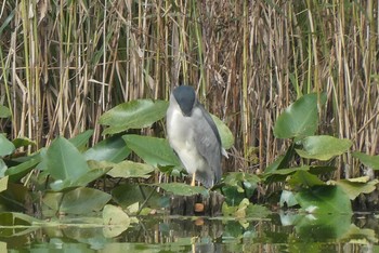 ゴイサギ 都立浮間公園 2020年11月7日(土)