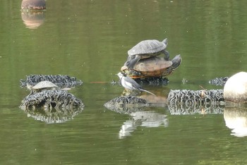 ハクセキレイ 都立浮間公園 2020年11月7日(土)