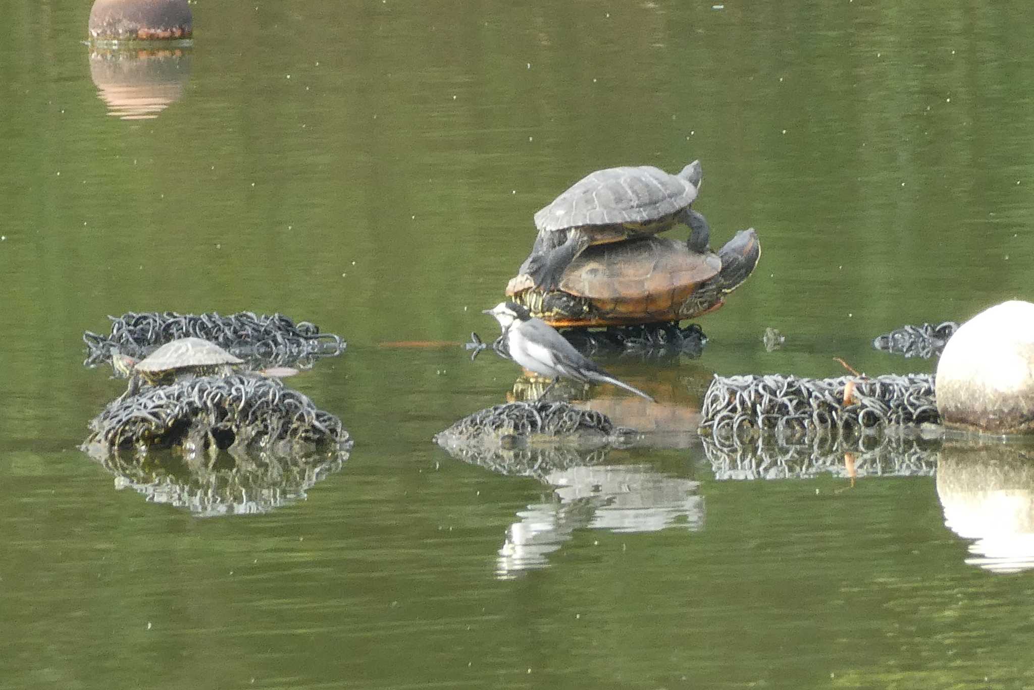 都立浮間公園 ハクセキレイの写真