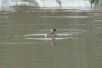 Little Grebe Ukima Park Sat, 11/7/2020