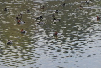 Common Pochard Ukima Park Sat, 11/7/2020