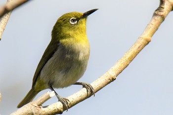 2020年11月7日(土) 伊豆諸島北部の野鳥観察記録