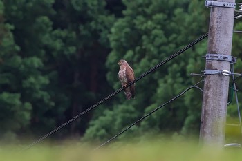 Grey-faced Buzzard 新潟県 Sat, 6/14/2014