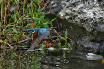 Common Kingfisher 猪名川 Tue, 11/3/2020