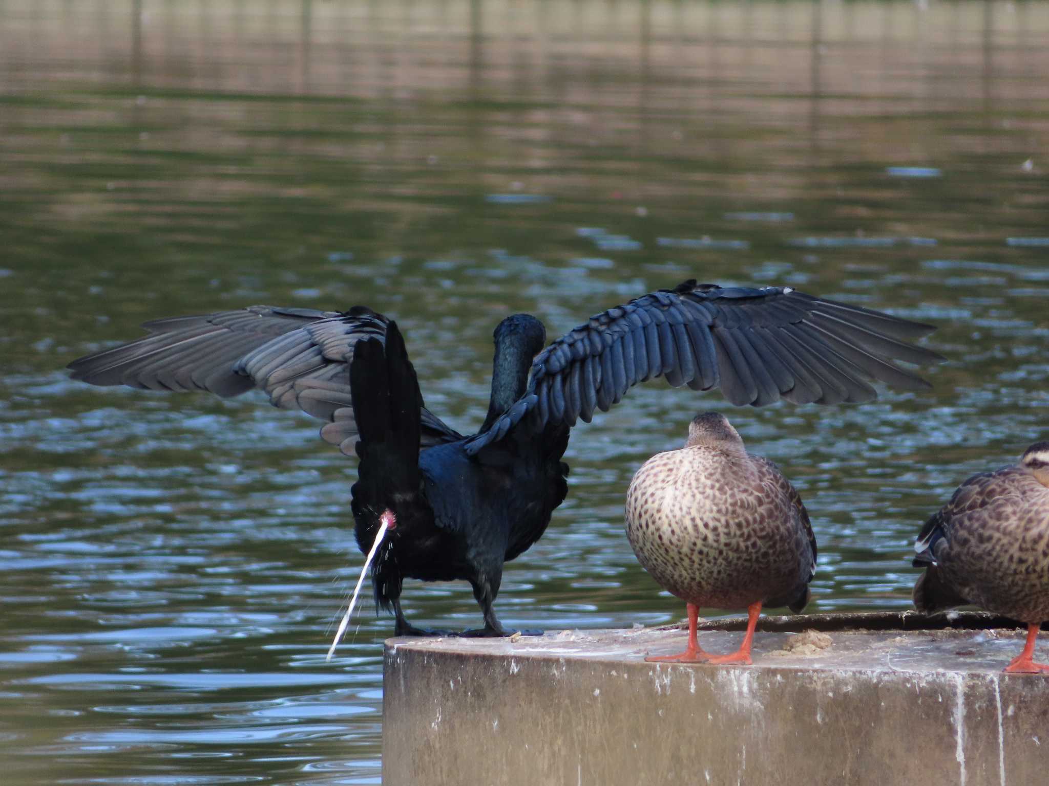 大池親水公園 カワウの写真 by kou