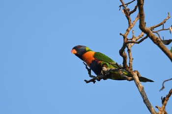 Rainbow Lorikeet オーストラリア Fri, 10/18/2019