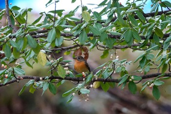 ムギマキ 戸隠森林植物園(戸隠森林公園) 2020年10月20日(火)