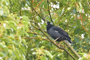 Crested Myna 金井公園 Sat, 11/7/2020