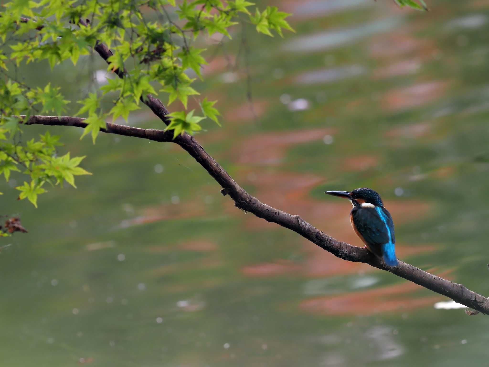 薬師池公園 カワセミの写真 by シロチ