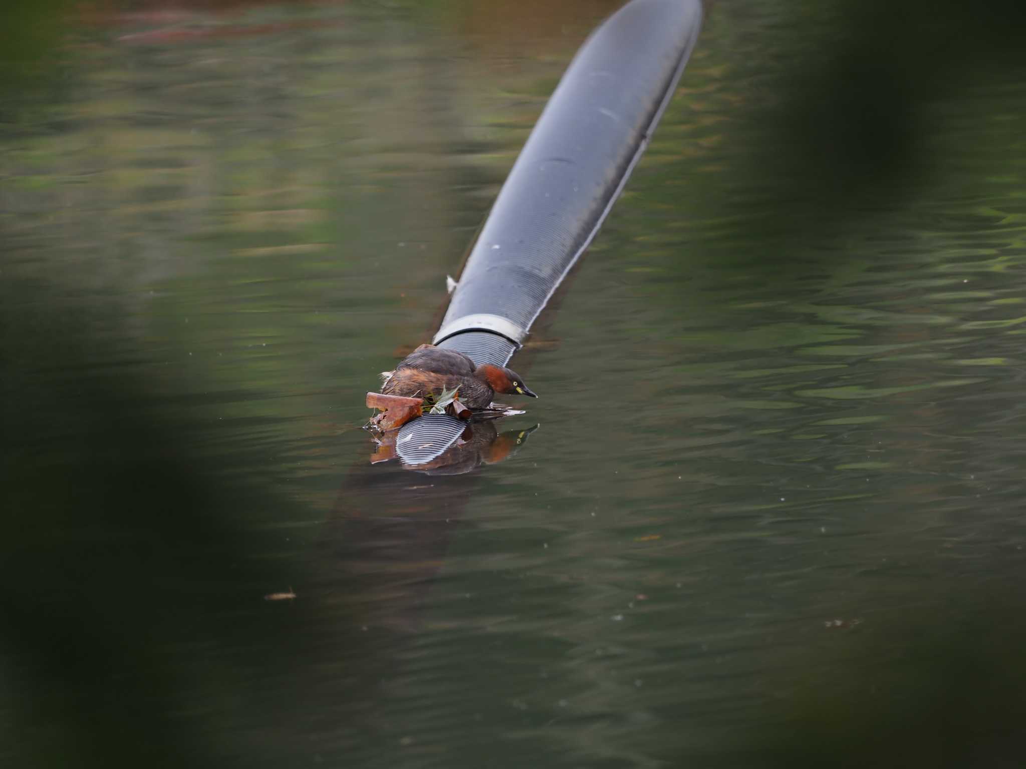 薬師池公園 カイツブリの写真 by シロチ