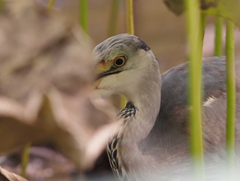 2020年11月7日(土) 薬師池公園の野鳥観察記録