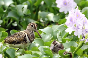 Greater Painted-snipe 奈良県橿原市 Wed, 9/21/2016