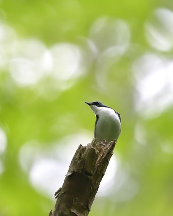 Siberian Blue Robin 伊香保森林公園 Sat, 5/28/2016