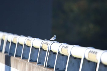 White Wagtail Koyama Dam Sat, 11/7/2020