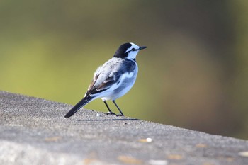 White Wagtail Koyama Dam Sat, 11/7/2020