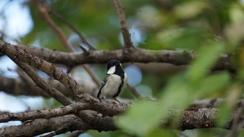 2020年11月7日(土) 芝川第一調節池(芝川貯水池)の野鳥観察記録