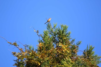 Bull-headed Shrike Koyama Dam Sat, 11/7/2020