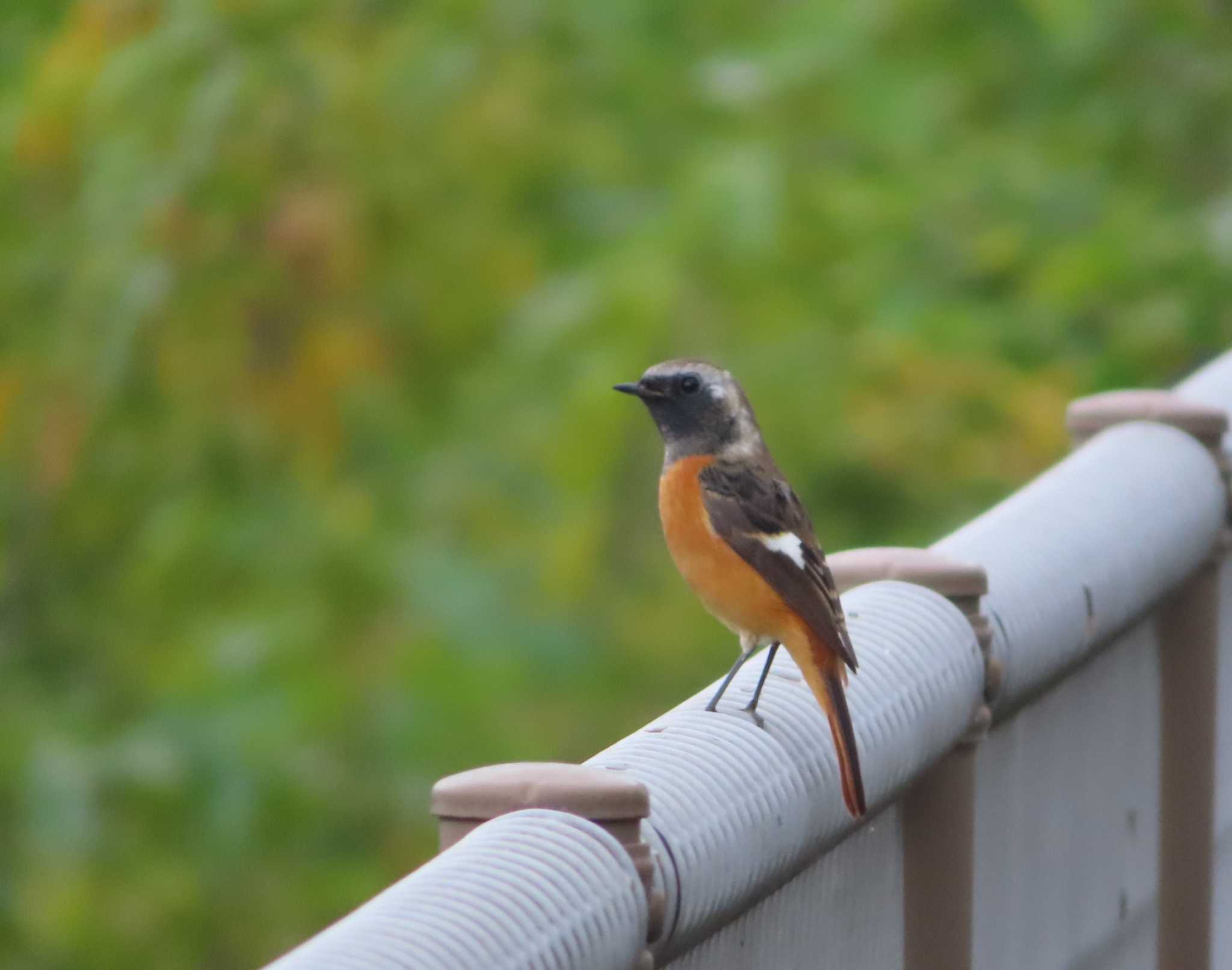 Daurian Redstart