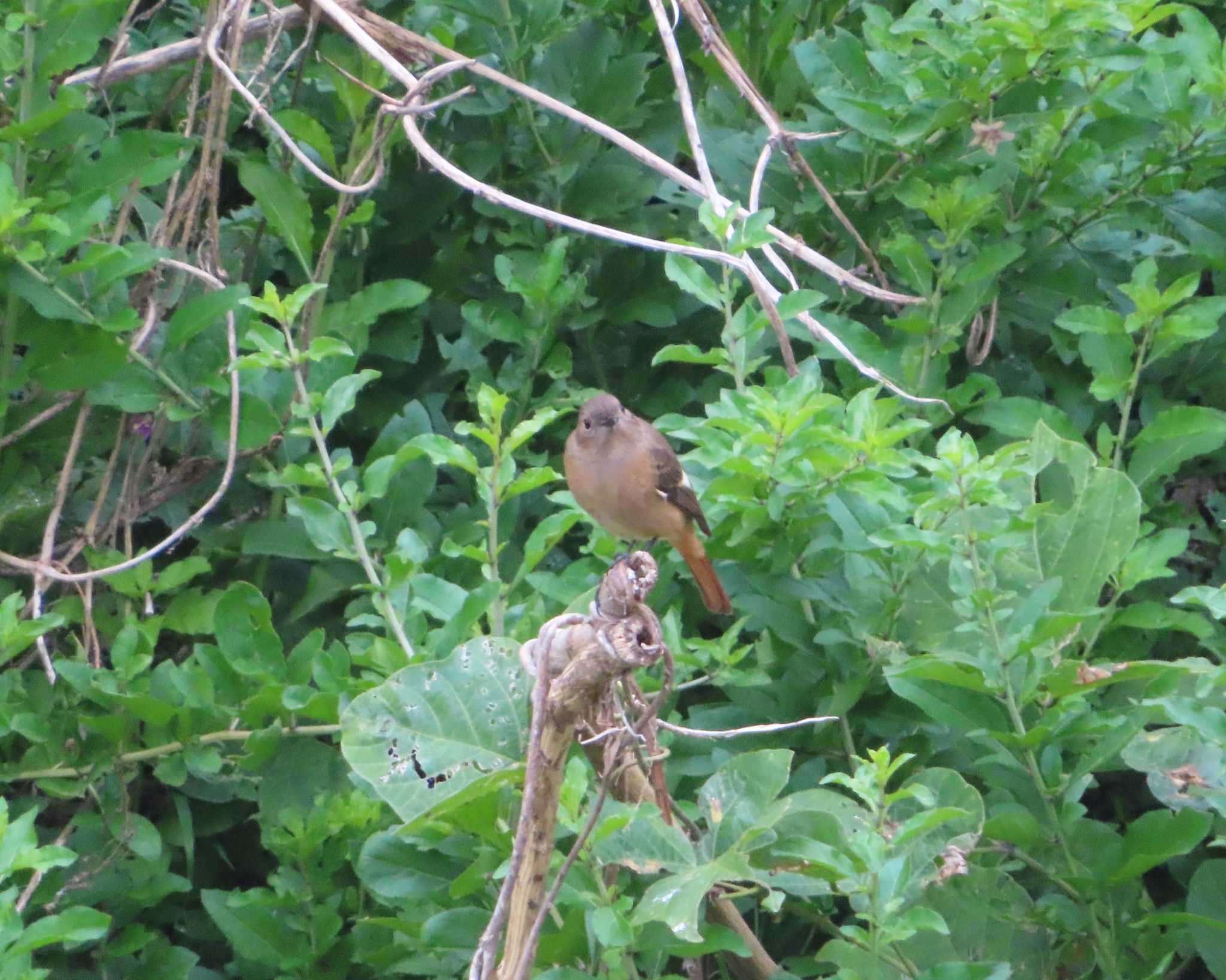 Daurian Redstart