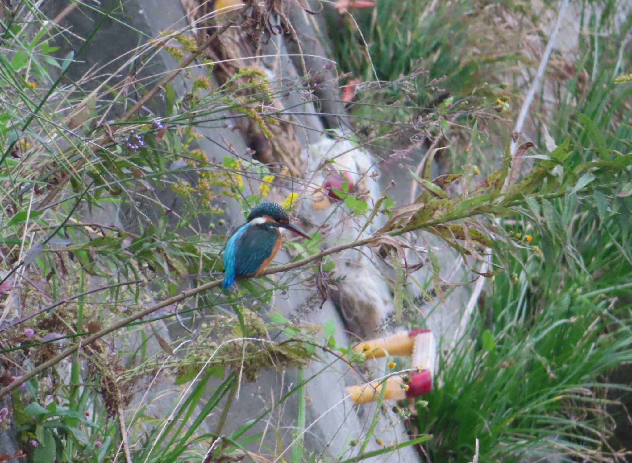 Common Kingfisher