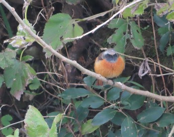 2020年11月7日(土) 境川(境橋付近)の野鳥観察記録