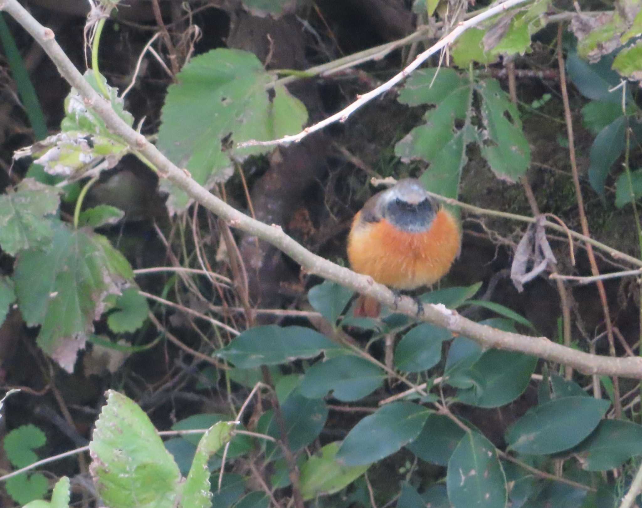 Daurian Redstart