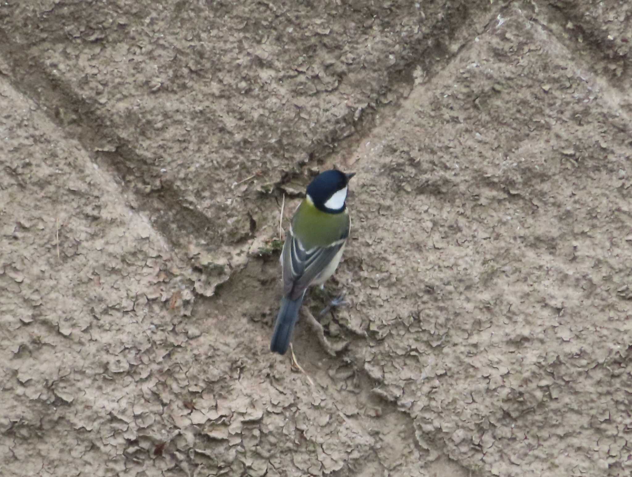 Japanese Tit