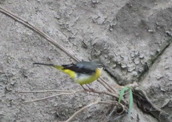 Grey Wagtail 境川(境橋付近) Sat, 11/7/2020