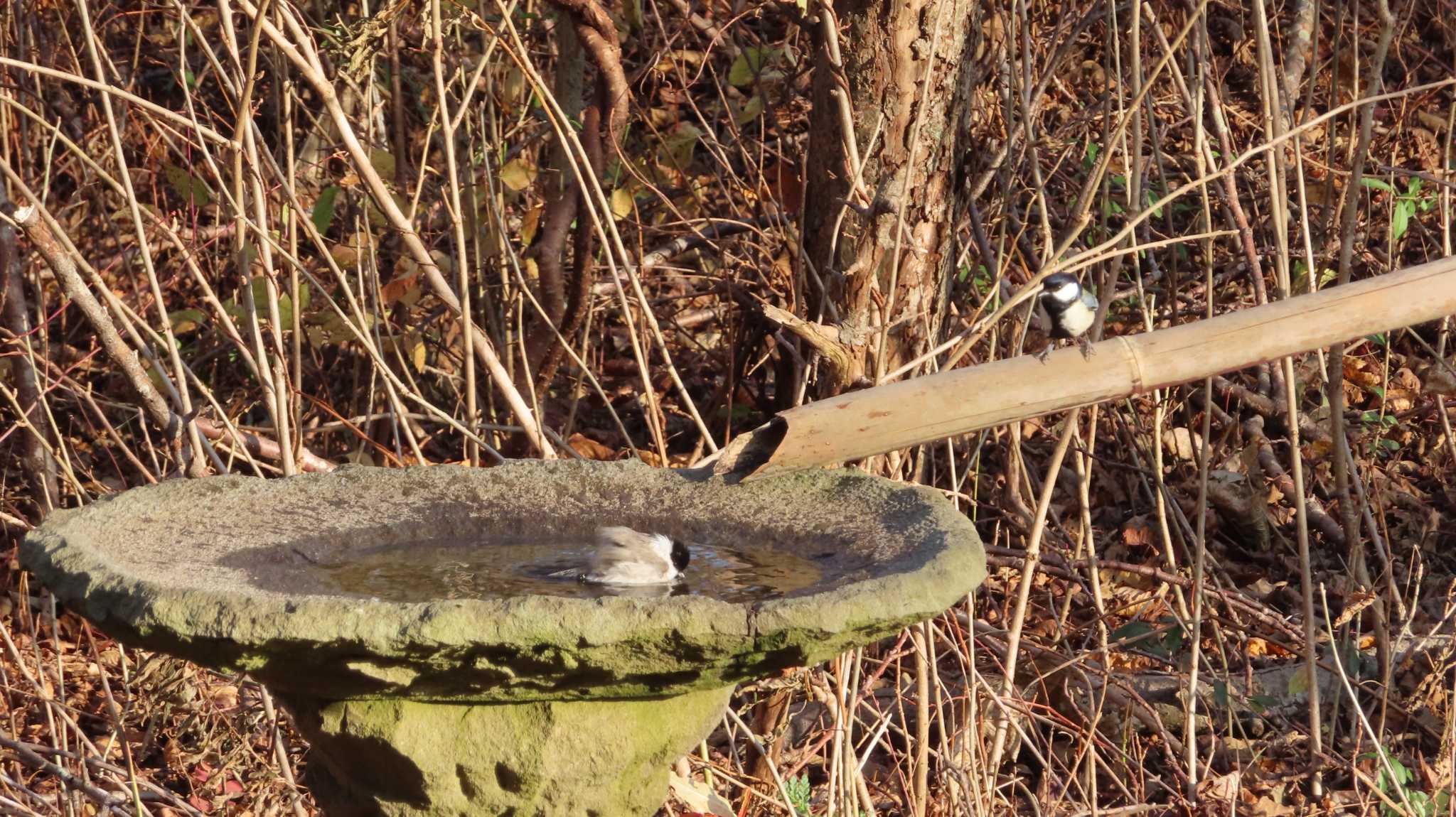 Photo of Japanese Tit at Lake Utonai by くまちん