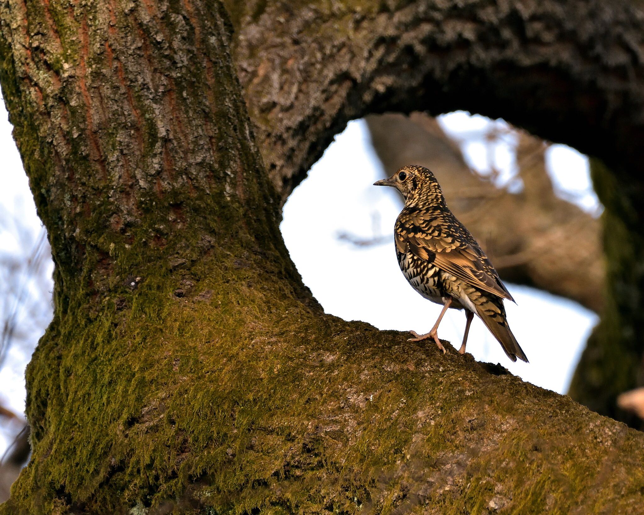 秋ヶ瀬公園 トラツグミの写真