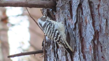 Japanese Pygmy Woodpecker 野幌森林公園 Sat, 11/7/2020