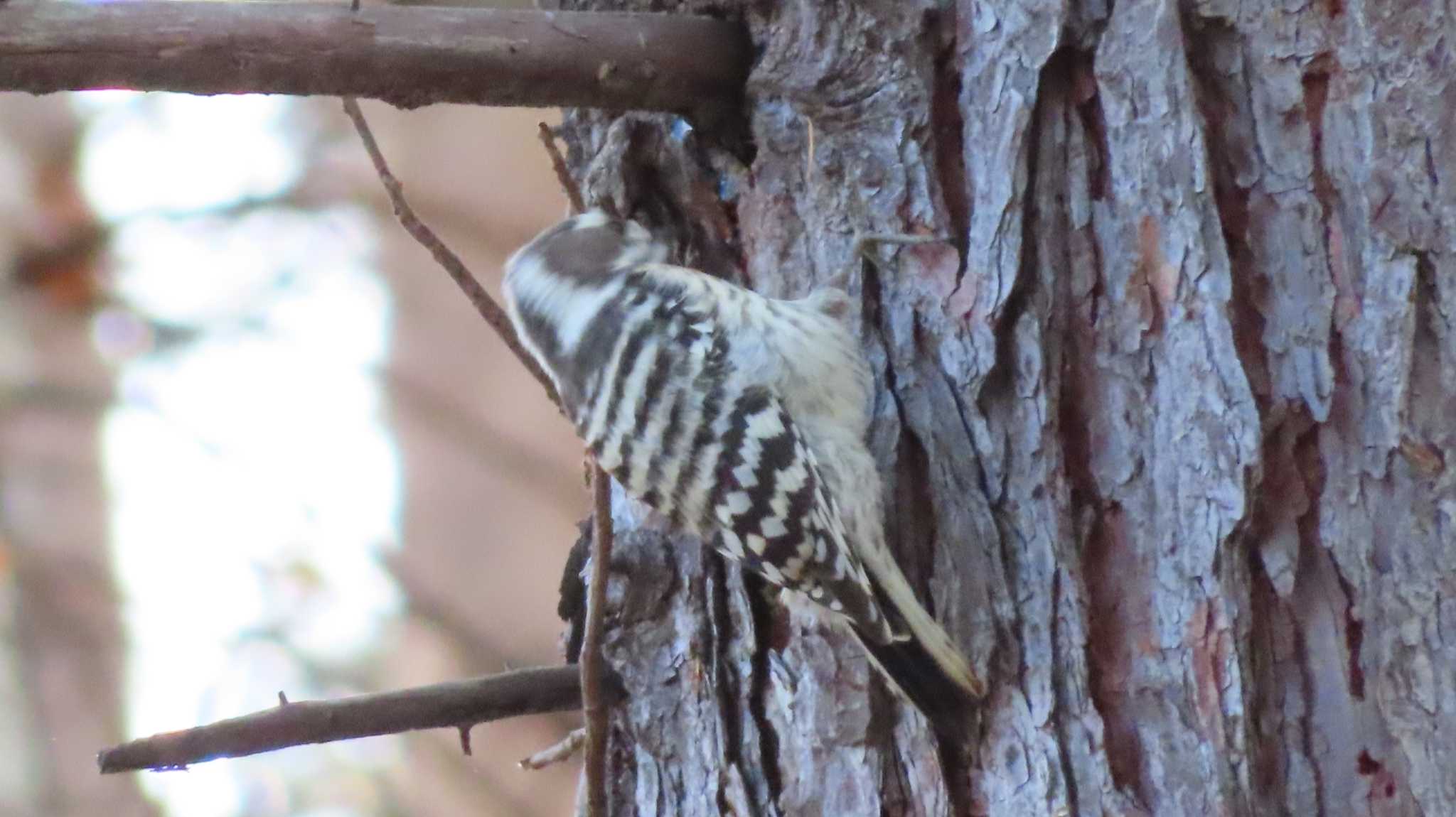 Photo of Japanese Pygmy Woodpecker at 野幌森林公園 by くまちん