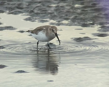 2020年11月7日(土) ふなばし三番瀬海浜公園の野鳥観察記録