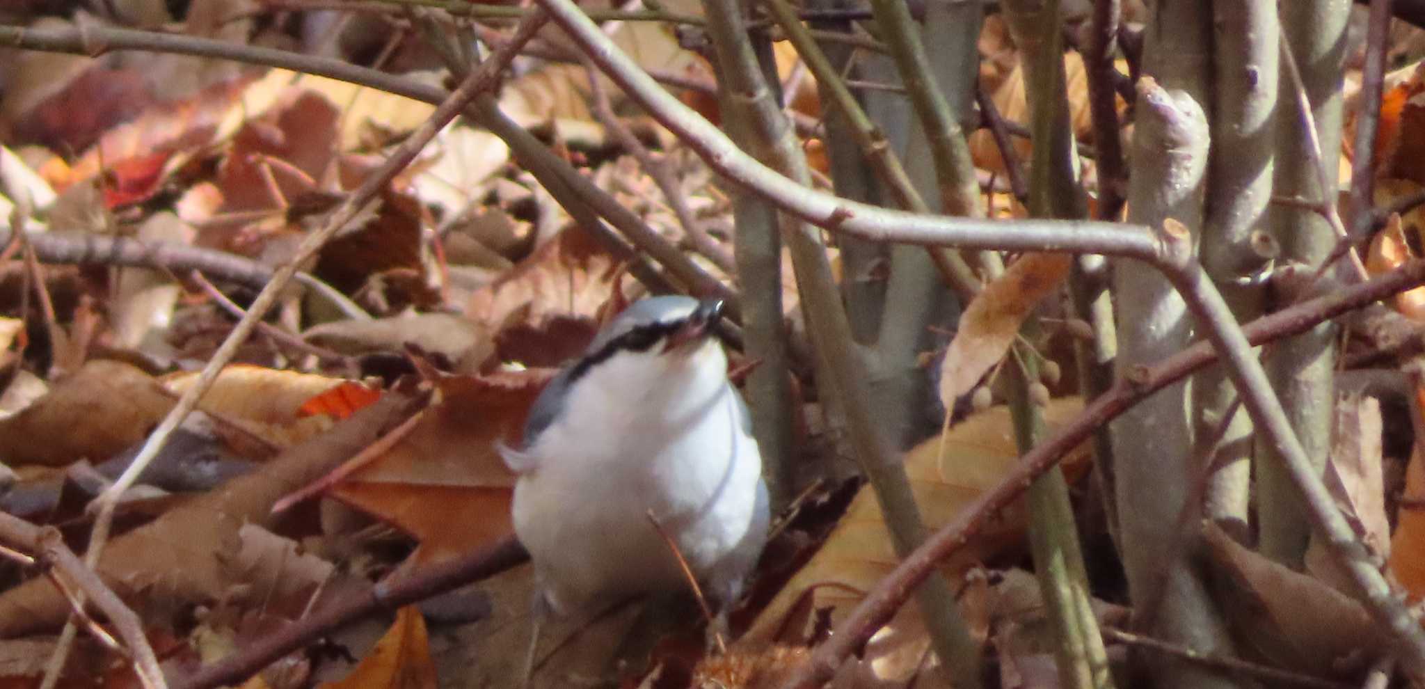 Photo of Eurasian Nuthatch at 前田森林公園(札幌市) by くまちん