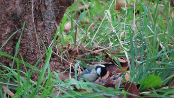 Japanese Tit Unknown Spots Sun, 11/1/2020