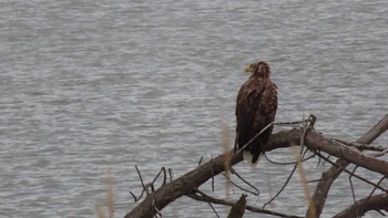 White-tailed Eagle 石狩川河口 Sun, 11/1/2020