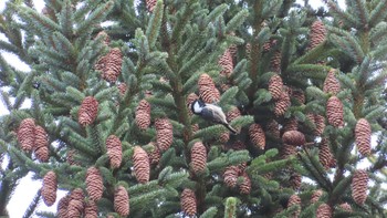 Japanese Tit Unknown Spots Sun, 11/1/2020