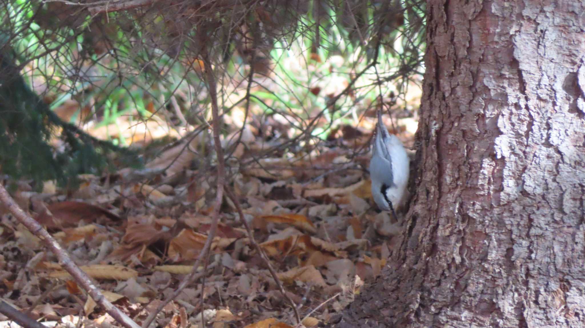 Photo of Eurasian Nuthatch at 前田森林公園(札幌市) by くまちん