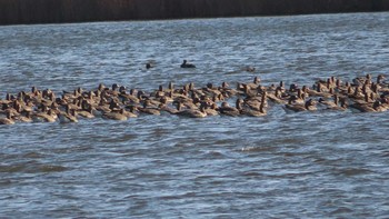 未同定 ウトナイ湖 2020年11月7日(土)