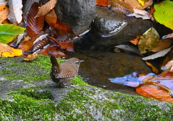 ミソサザイ 栃木県 2020年11月3日(火)