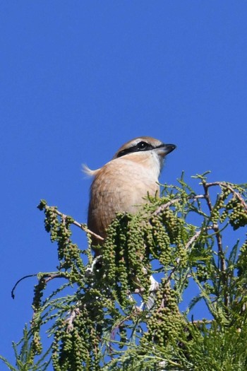 Bull-headed Shrike 旭公園 Sat, 10/31/2020